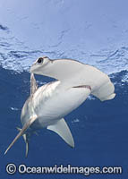 Smooth Hammerhead Shark Photo - Andy Murch