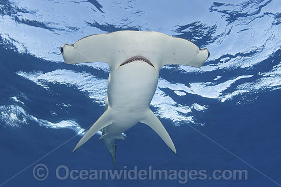 Smooth Hammerhead Shark photo