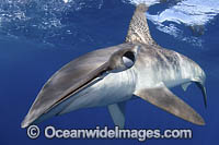 Smooth Hammerhead Shark Photo - Andy Murch