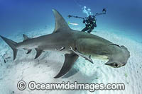 Great Hammerhead Shark Photo - Andy Murch