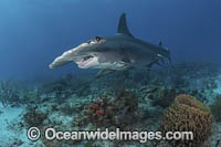 Great Hammerhead Shark Photo - Andy Murch