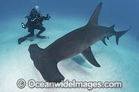 Great Hammerhead Shark Photo - Andy Murch
