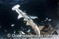 Great Hammerhead Shark Photo - Andy Murch