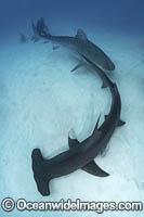 Great Hammerhead Shark Photo - Andy Murch