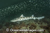 Leopard Houndshark Photo - Andy Murch