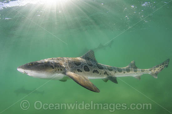 Leopard Houndshark photo Leopard Houndshark photo