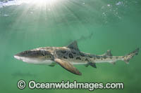 Leopard Houndshark Photo - Andy Murch