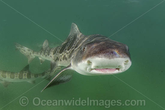 Leopard Houndshark photo