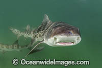 Leopard Houndshark Photo - Andy Murch