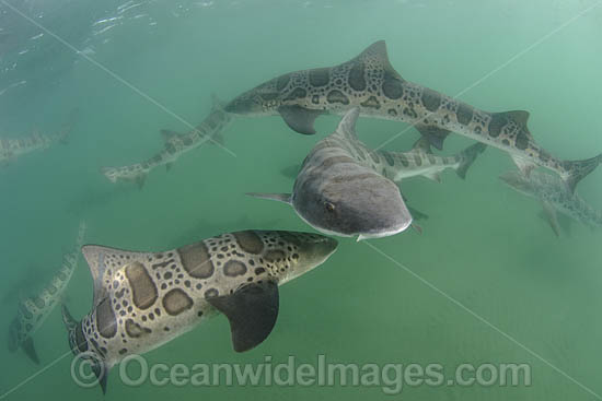 Leopard Houndshark photo