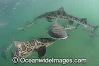 Leopard Houndshark Photo - Andy Murch