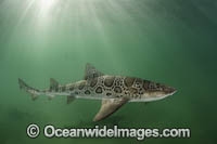 Leopard Houndshark Photo - Andy Murch