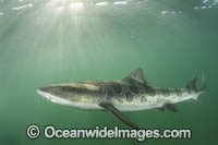 Leopard Houndshark Photo - Andy Murch