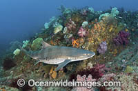 Banded Houndshark Photo - Andy Murch