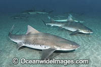 Banded Houndshark Photo - Andy Murch