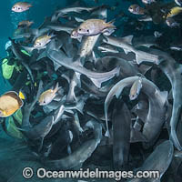 Banded Houndshark feeding Photo - Andy Murch