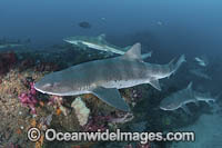 Banded Houndshark Photo - Andy Murch