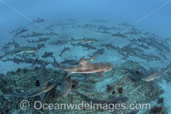 Banded Houndshark feeding photo Banded Houndshark feeding photo