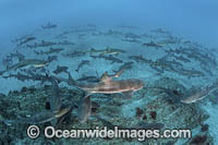Banded Houndshark feeding Photo - Andy Murch