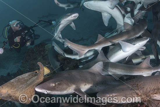 Banded Houndshark feeding photo