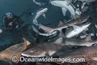 Banded Houndshark feeding Photo - Andy Murch