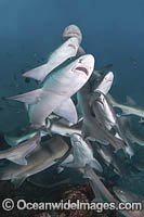 Banded Houndshark feeding Photo - Andy Murch