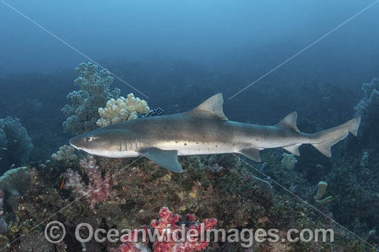 Banded Houndshark photo