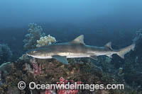 Banded Houndshark Photo - Andy Murch
