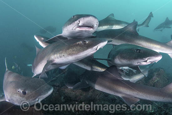 Banded Houndshark photo Banded Houndshark photo