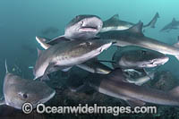 Banded Houndshark Photo - Andy Murch