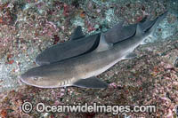 Banded Houndshark Photo - Andy Murch
