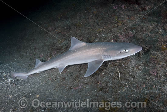 Starspotted Smoothhound Shark photo