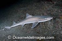 Starspotted Smoothhound Shark Photo - Andy Murch