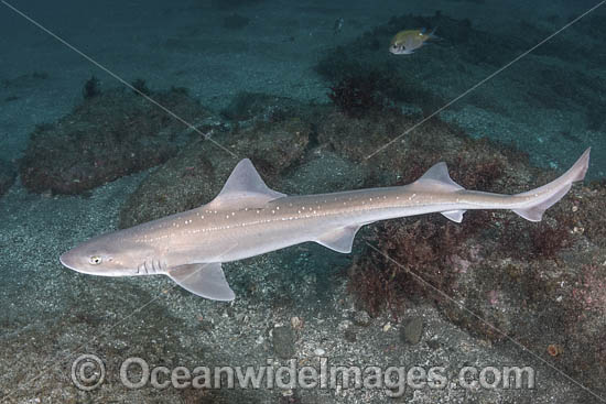 Starspotted Smoothhound Shark photo