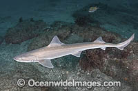 Starspotted Smoothhound Shark Photo - Andy Murch