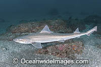 Starspotted Smoothhound Shark Photo - Andy Murch