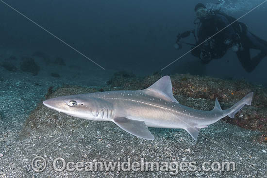 Starspotted Smoothhound Shark photo