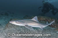 Starspotted Smoothhound Shark Photo - Andy Murch