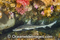 Spotted Gully Shark Photo - Andy Murch