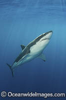 Great White Shark Photo - Andy Murch