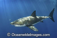 Great White Shark Photo - Andy Murch