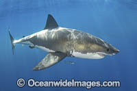 Great White Shark Photo - Andy Murch
