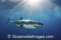 Great White Shark Photo - Andy Murch