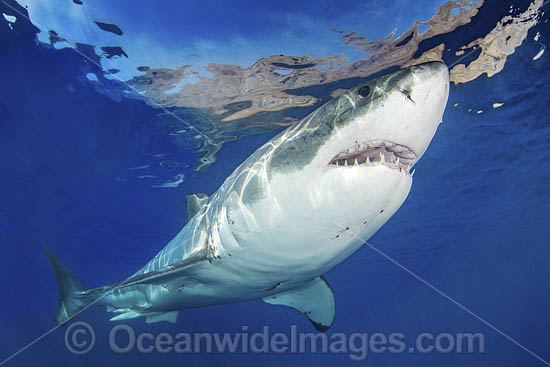 Great White Shark photo Great White Shark photo