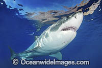 Great White Shark Photo - Andy Murch