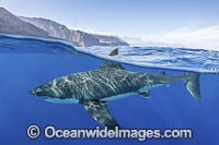 Great White Shark Photo - Andy Murch