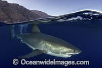 Great White Shark Photo - Andy Murch