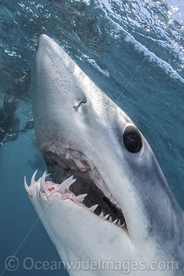 Shortfin Mako Shark Isurus oxyrinchus photo Shortfin Mako Shark Isurus oxyrinchus photo