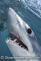 Shortfin Mako Shark Isurus oxyrinchus Photo - Andy Murch