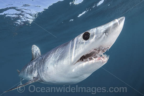 Shortfin Mako Shark photo Shortfin Mako Shark photo